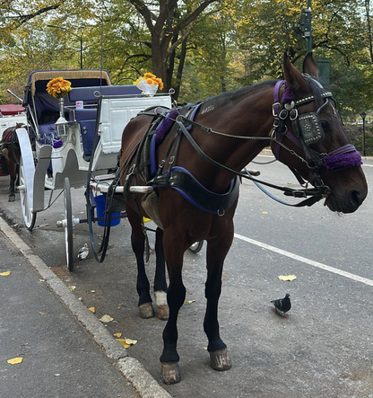 Central Carriage Daytime Rides